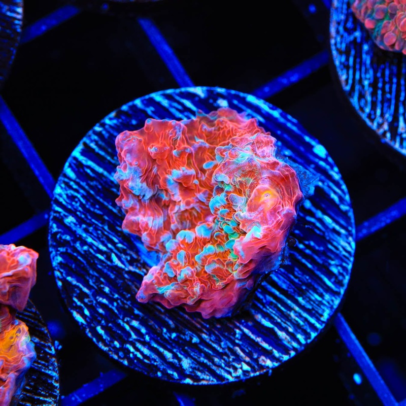 TSA Gumball Chalice Coral