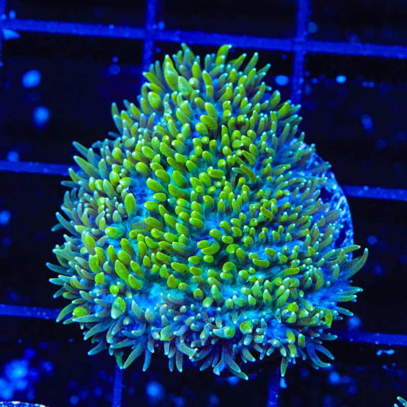 TSA Iceman Hydnophora Coral