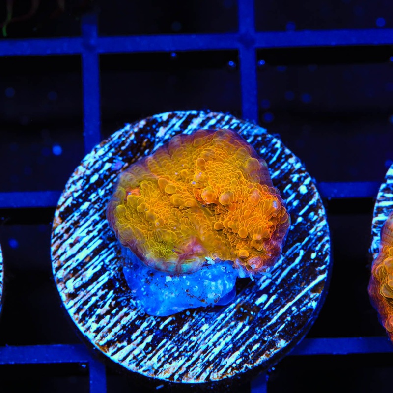 TSA Jawbreaker Chalice Coral