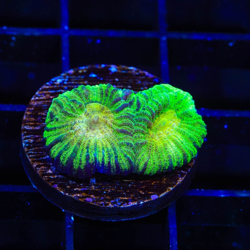 TSA Keylime Pie Favia Coral