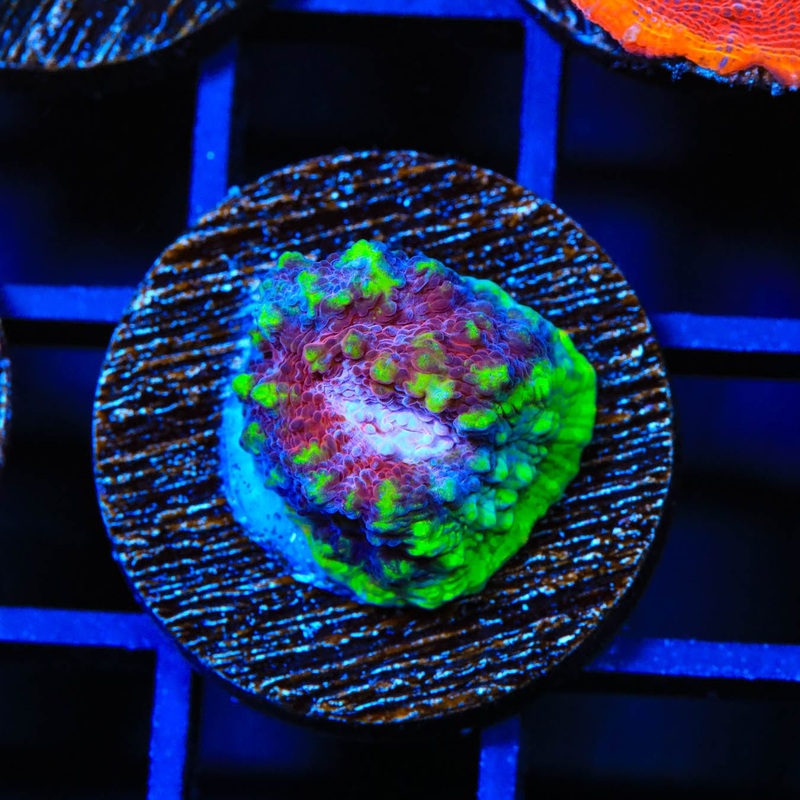 TSA Paint Splatter Chalice Coral