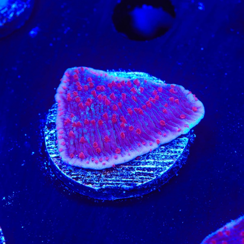 TSA Periwinkle Passion Montipora Cap Coral