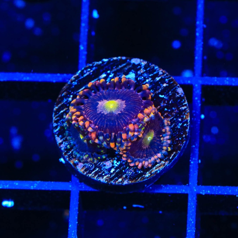 TSA Pinwheel Zoanthids Coral
