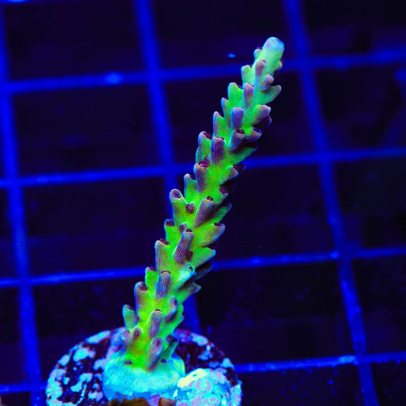 TSA Raspberry Limeade Acropora Coral