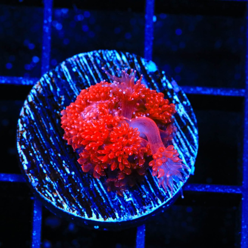 TSA Red Hot Goniopora Coral