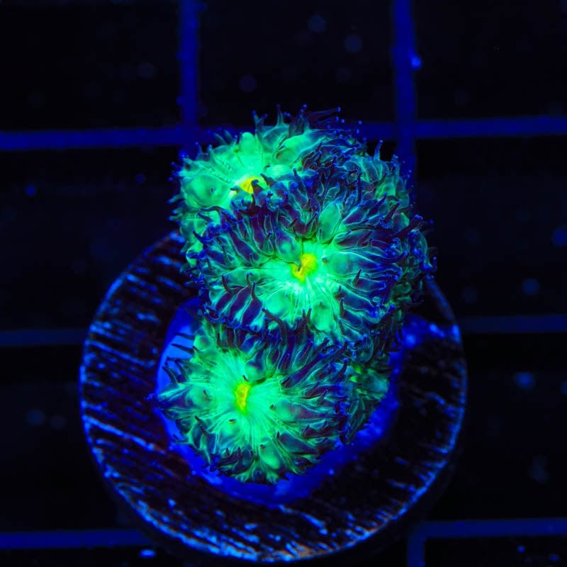 TSA Shamrock Blastomussa Coral