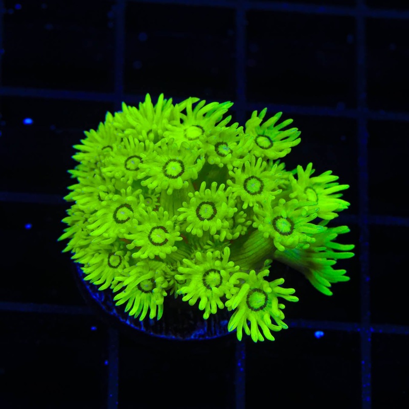 TSA Shrek Goniopora Coral