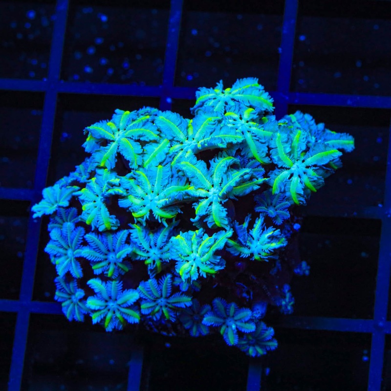 TSA Snowday Pipe Organ Coral