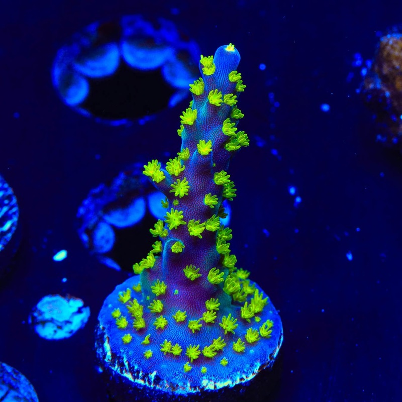 TSA Sour Patch Acropora Coral