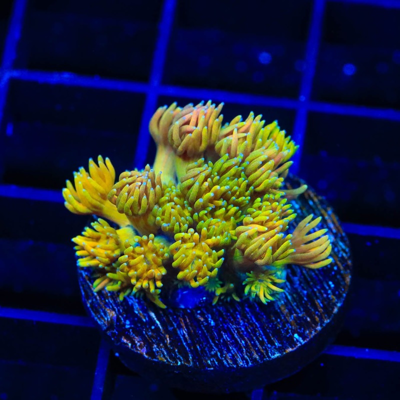 TSA Sour Tsunami Goniopora Coral