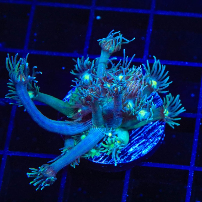 TSA Star Gazer Goniopora Coral
