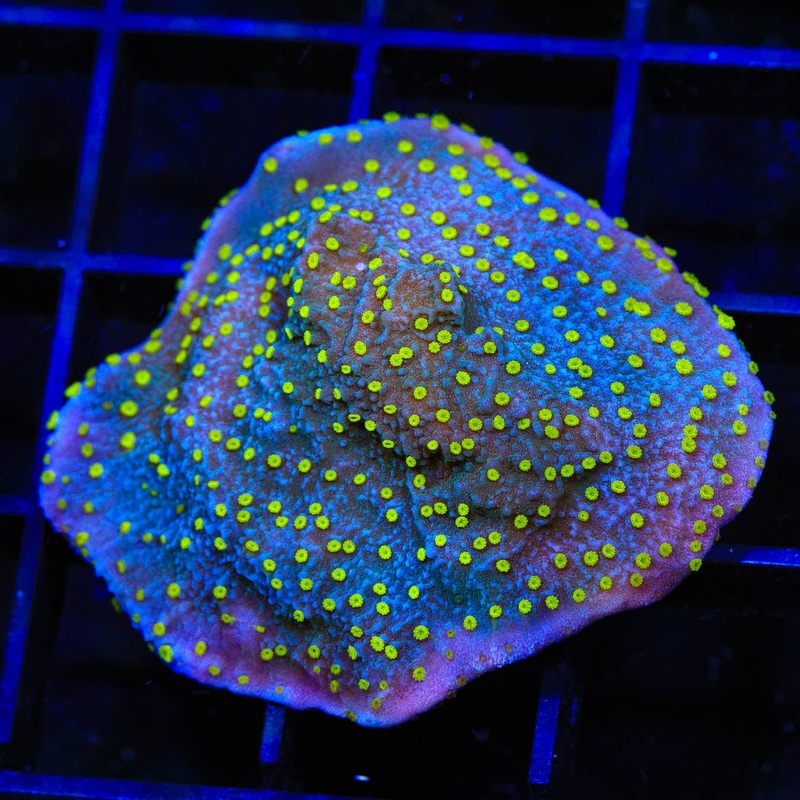 TSA Starry Night Montipora Cap Coral