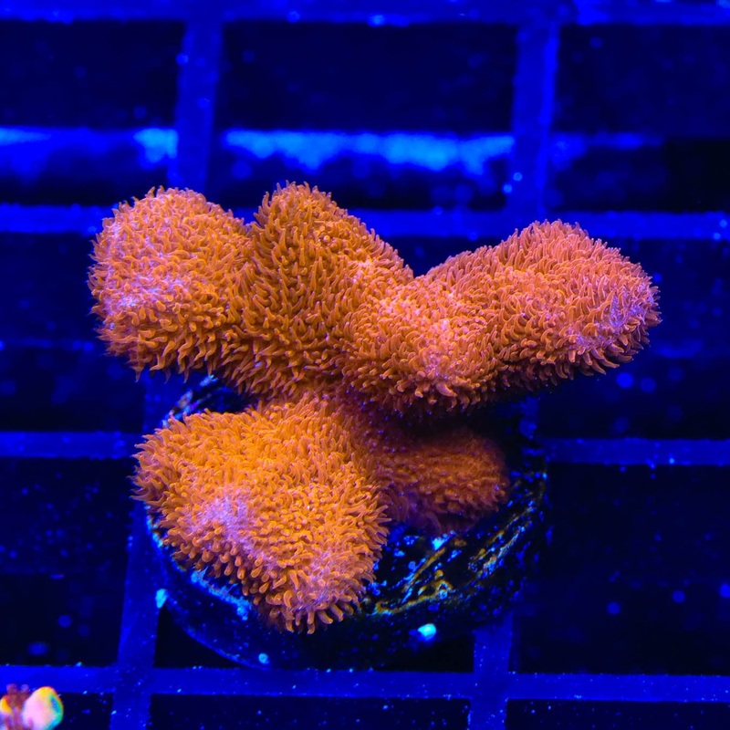 TSA Sunrise Psammocora Coral