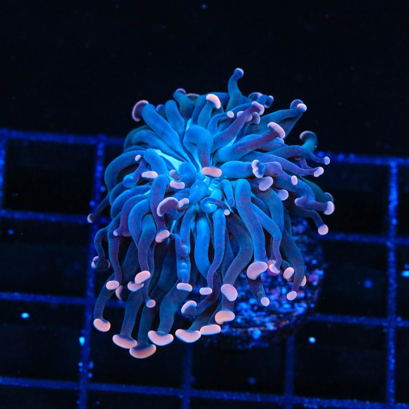 TSA Sweet Treat Hammer Coral