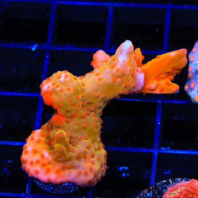 TSA Tequila Sunrise Grafted Setosa Montipora Coral