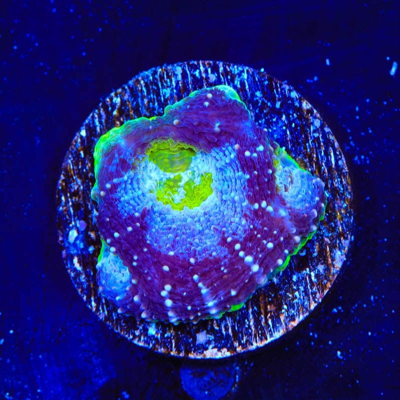 TSA Thanos Echinata Coral