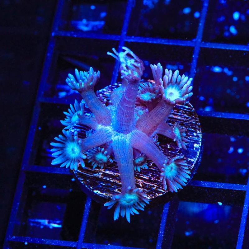 TSA Ursula Goniopora Coral