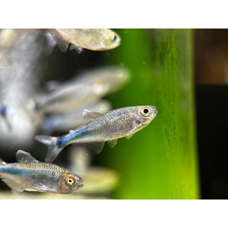 Tyttocharax sp