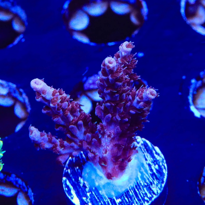 UC Dippin Dots Acropora Coral