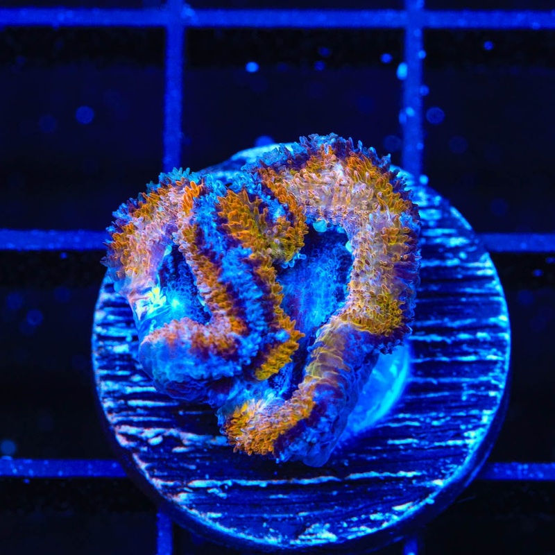 Ultra Acan Coral