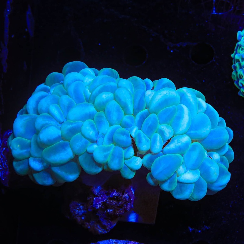 Ultra Bubble Coral