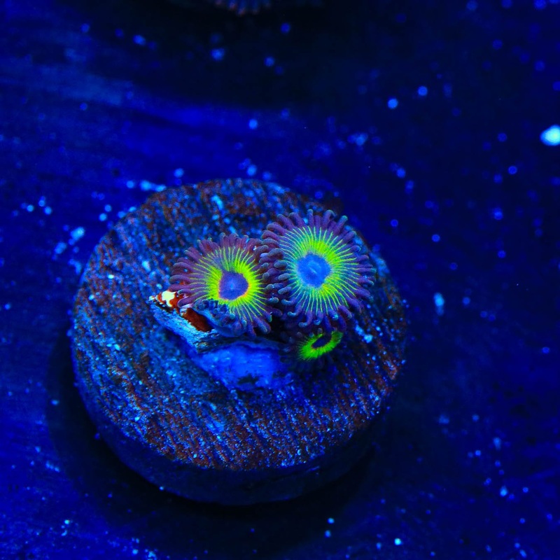 WWC Bob Marley Zoanthids Coral