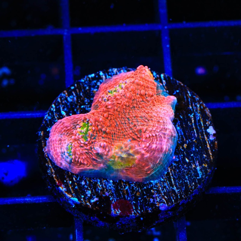WWC Pink Boobies Chalice Coral