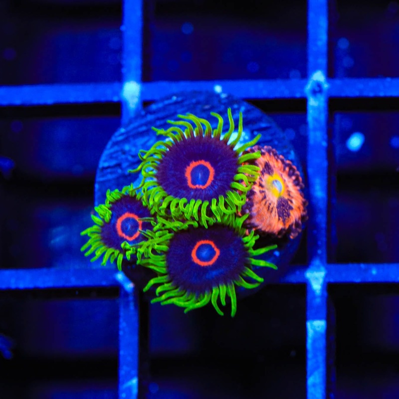 WWC Purple Hearts Zoanthids Coral