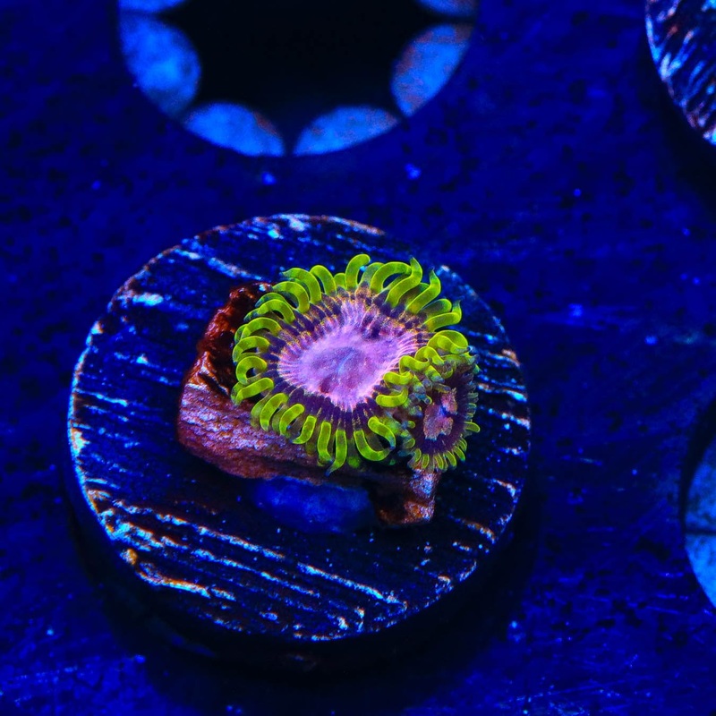 WWC Purple Monster Zoanthids Coral