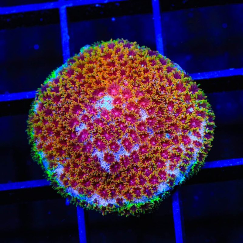 WWC Skittles Bomb Cyphastrea Coral