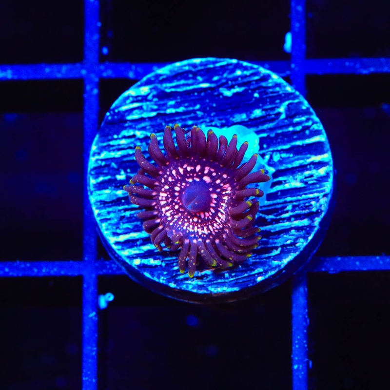 WWC Taser Zoanthids Coral