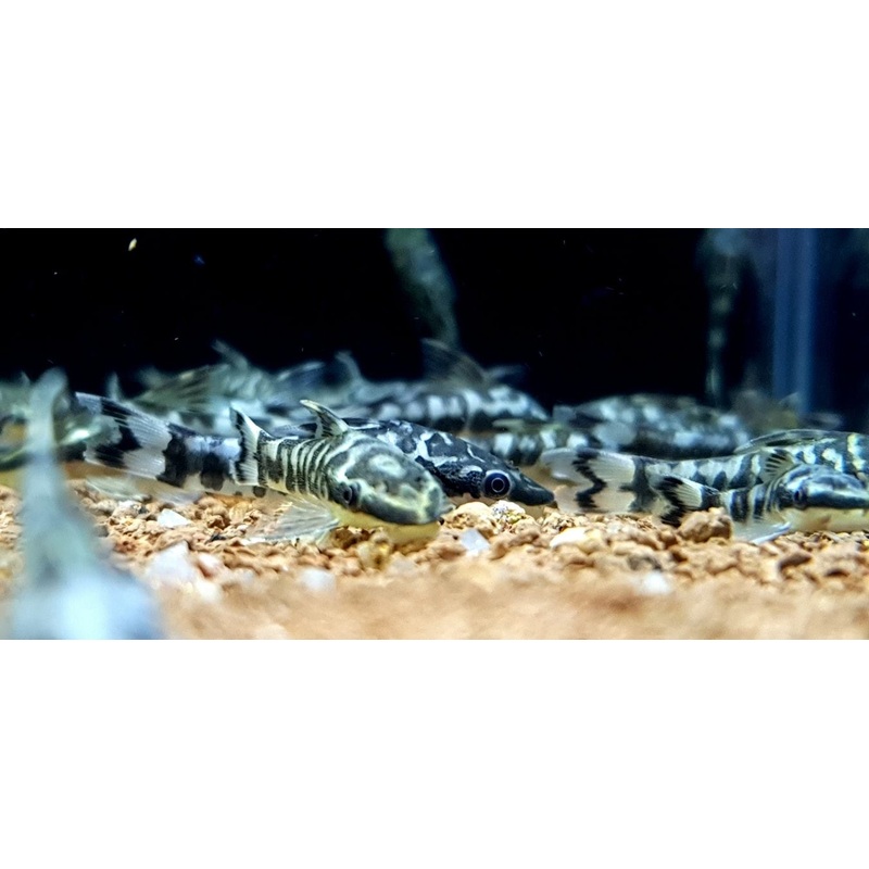 Zebra Otocinclus
