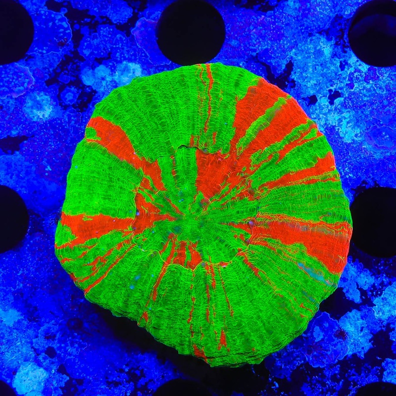 Bleeding Apple Scoly Coral