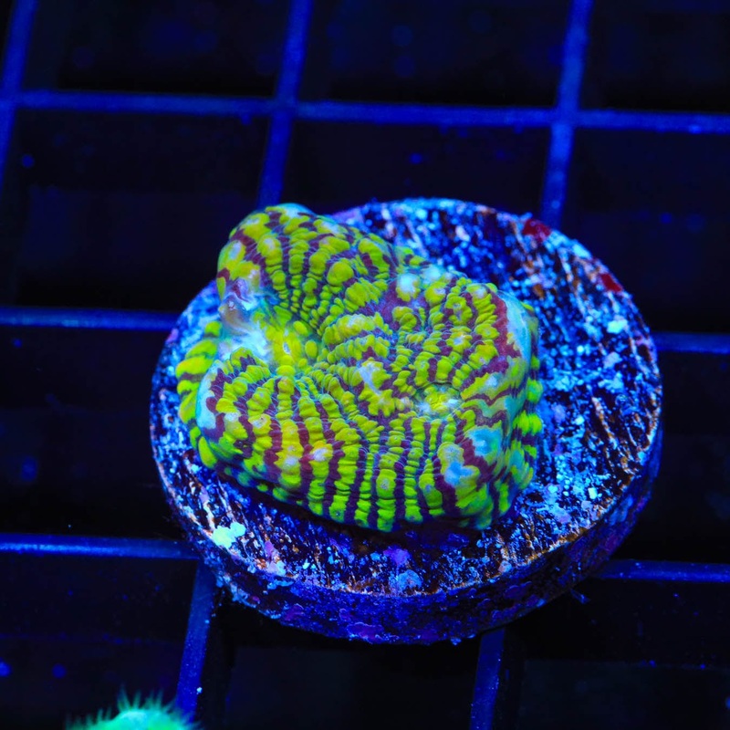 Convict Chalice Coral
