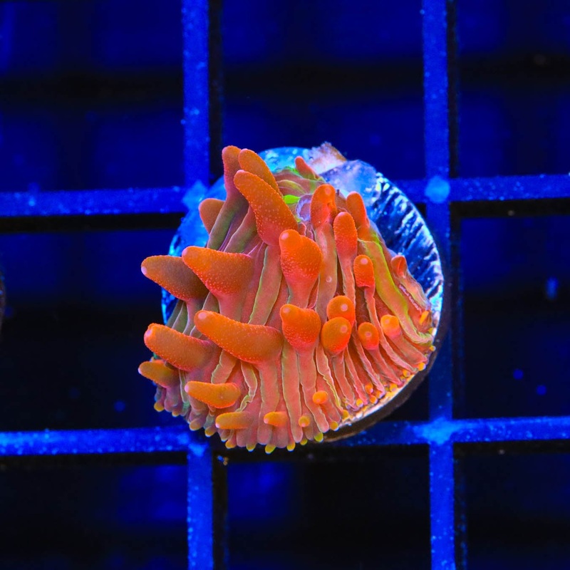 Flaming Cheeto Diaseris Plate Coral