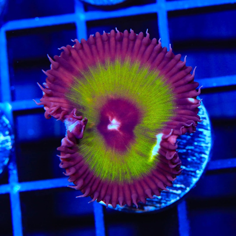 Green Grande Palythoa Coral