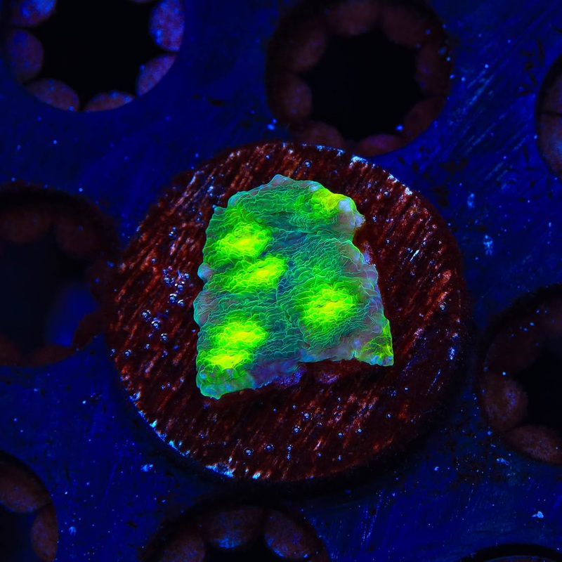 Hollywood Stunner Chalice Coral