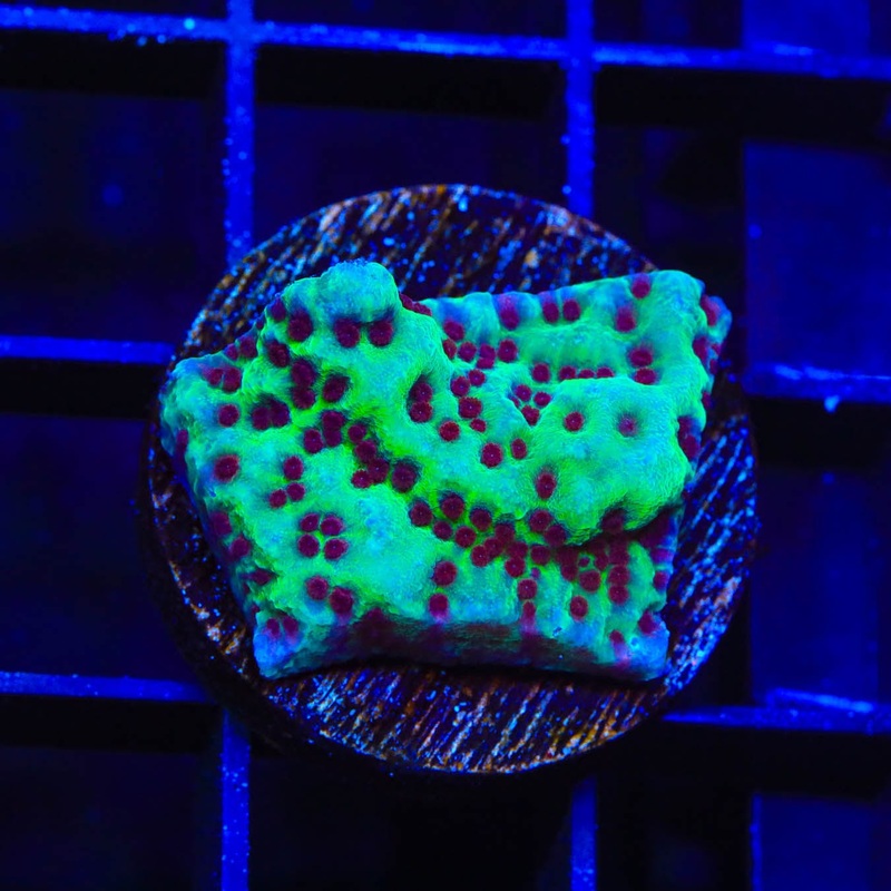 Jedi Mind Trick Montipora Coral