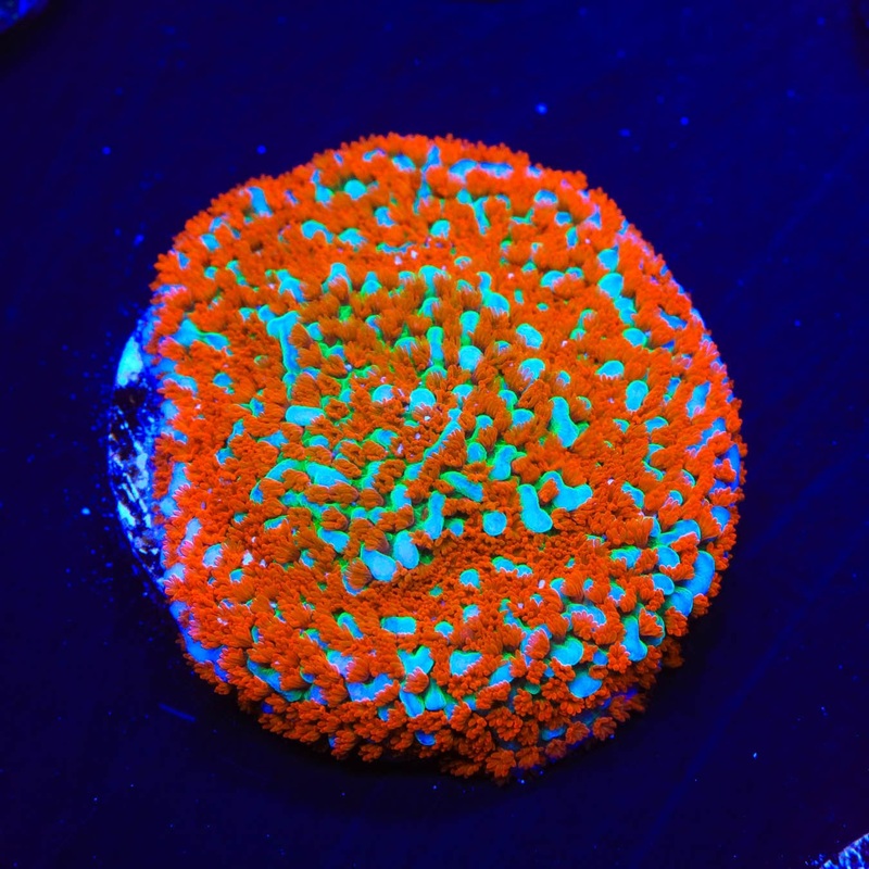 JF Aquaman Montipora Coral