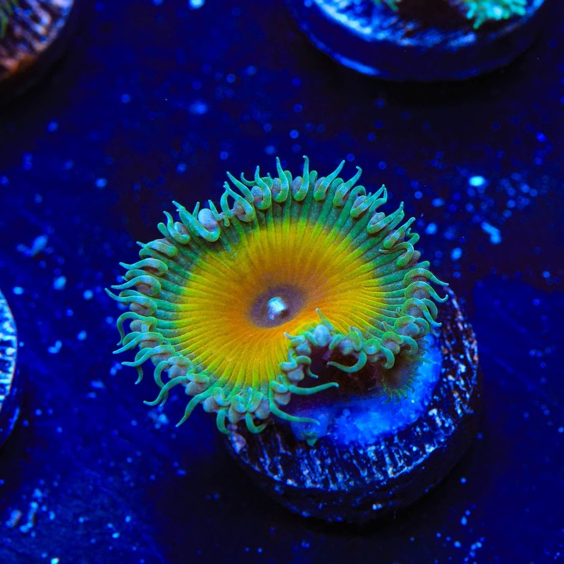 JF Captain Jerk Palythoa Coral