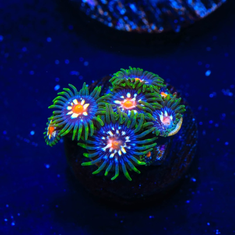JF Daisy Cutter Zoanthids Coral
