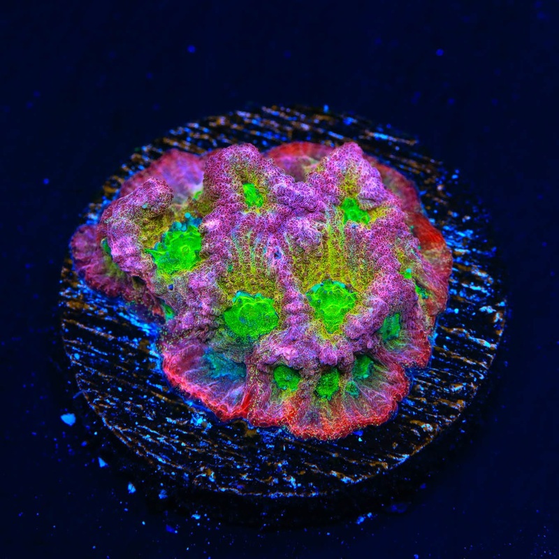 JF Fairy Ring Favia Coral