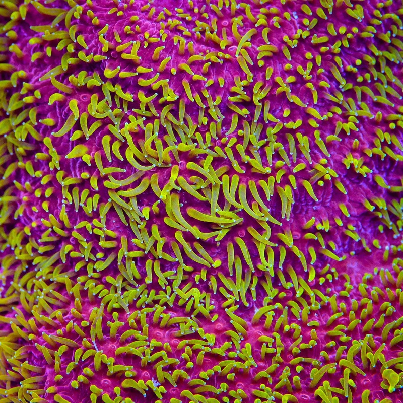 JF Freak Hair Lithophyllon Coral