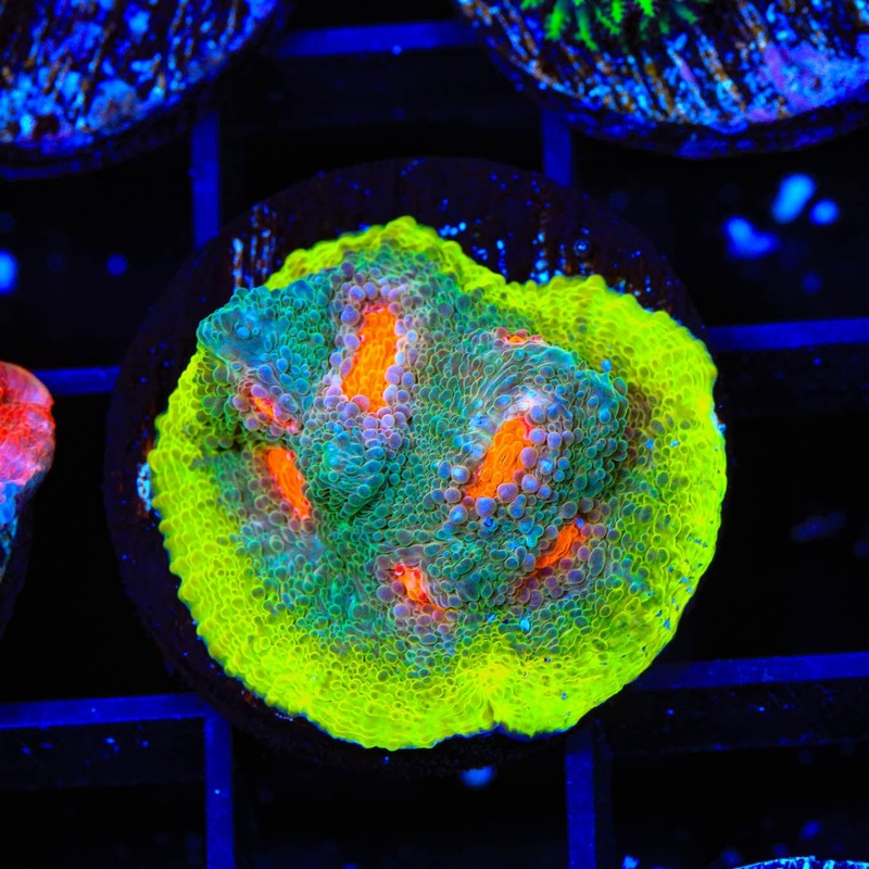 JF My Miami Chalice Coral