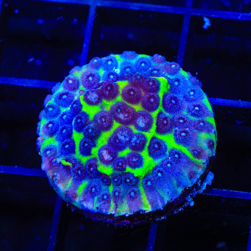 JF PPE Cyphastrea Coral