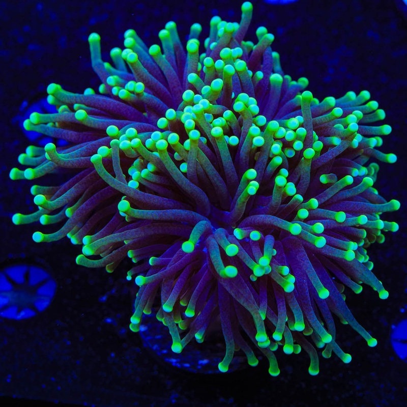 Joker Torch Coral