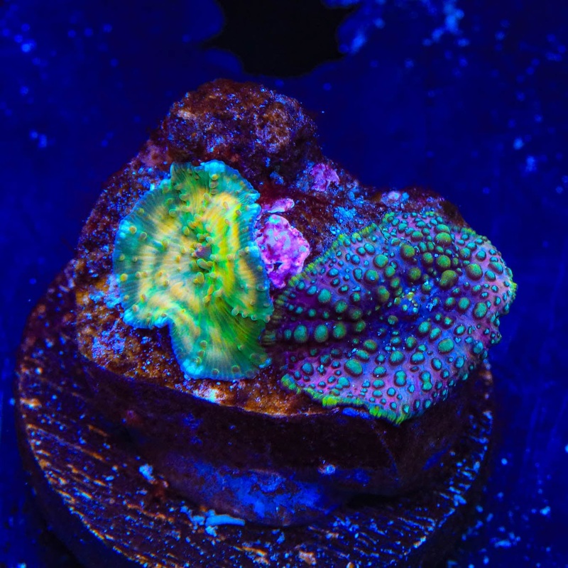 Lava Lamp Combo Rock Mushroom Coral