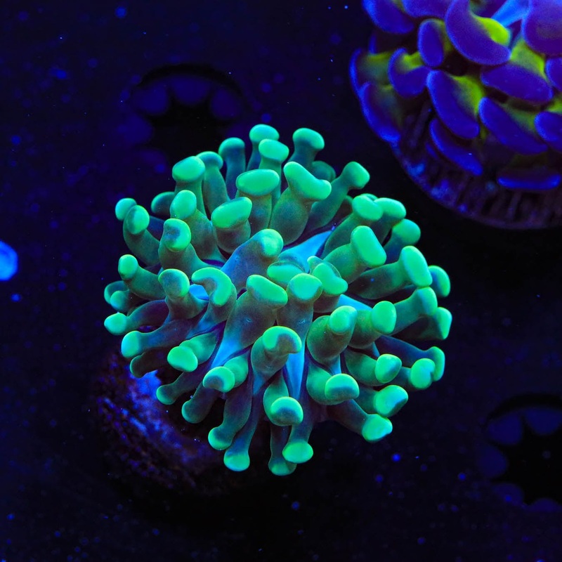 Lime Hammer Coral