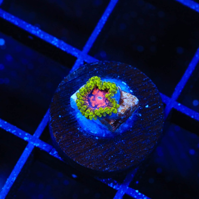 Marvin the Martian Zoanthids Coral