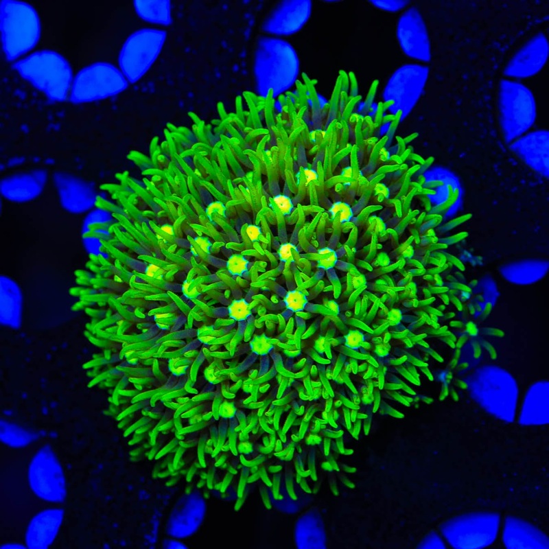 Metallic Green Center Star Polyps Coral